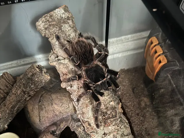 Spiders invertebrates for sale: Brazilian Salmon Pink Birdeater - Advert 2