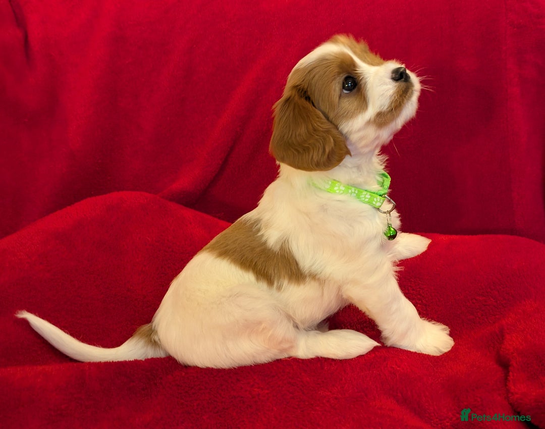 Cavapoo dogs for sale: F2 Cavapoo, Dog breeding license - Advert 1