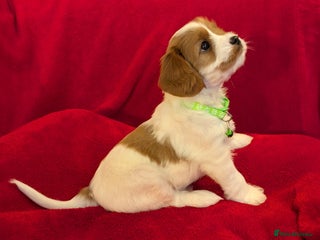 Cavapoo dogs F2 Cavapoo, Dog breeding license - Advert 1