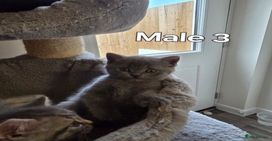 Mixed Breed cats - Advert 10