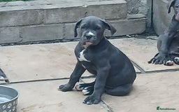 Cane Corso dogs for sale: 1 boy 2 girls remaining  - Image 2