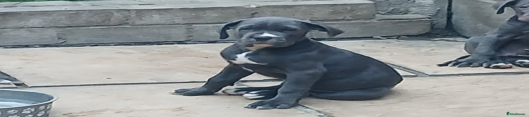 Cane Corso Puppy 2
