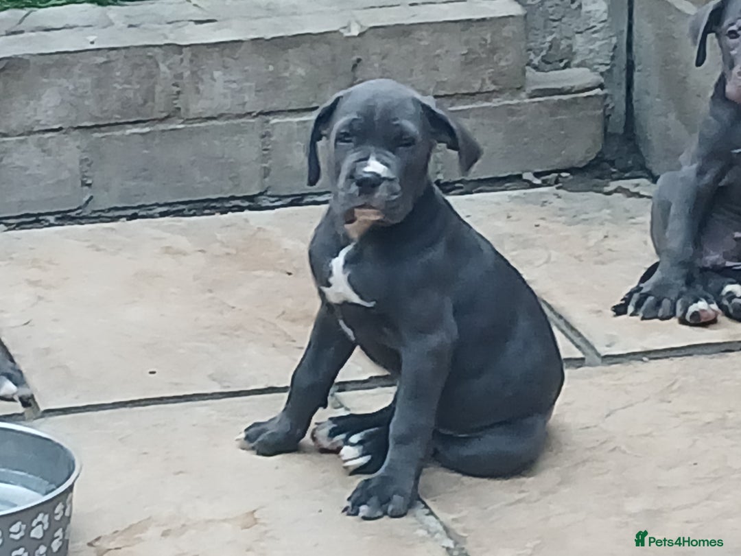 Cane Corso dogs for sale: 1 boy 2 girls remaining  - Image 2