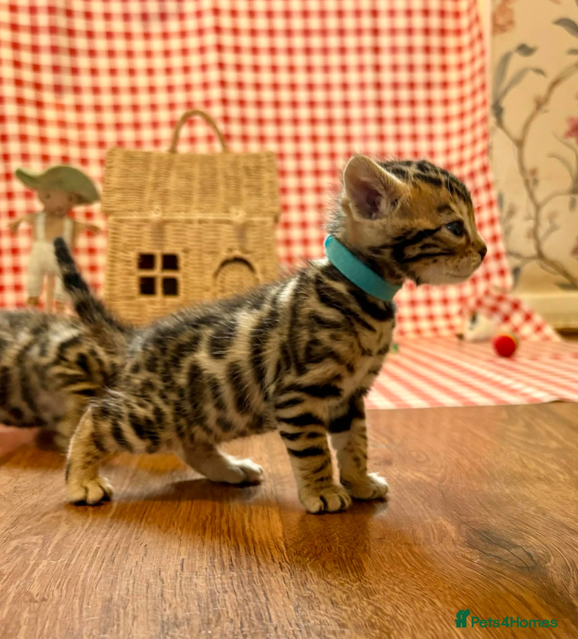 Bengal cats Beautiful Bengal Kittens for sale - Advert 2
