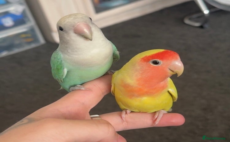 Lovebirds birds - Advert 1