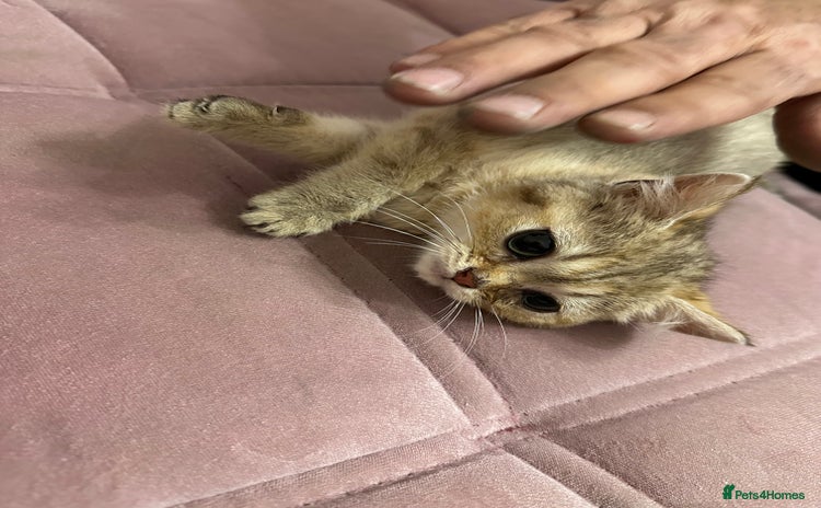 British Shorthair cats - Advert 1