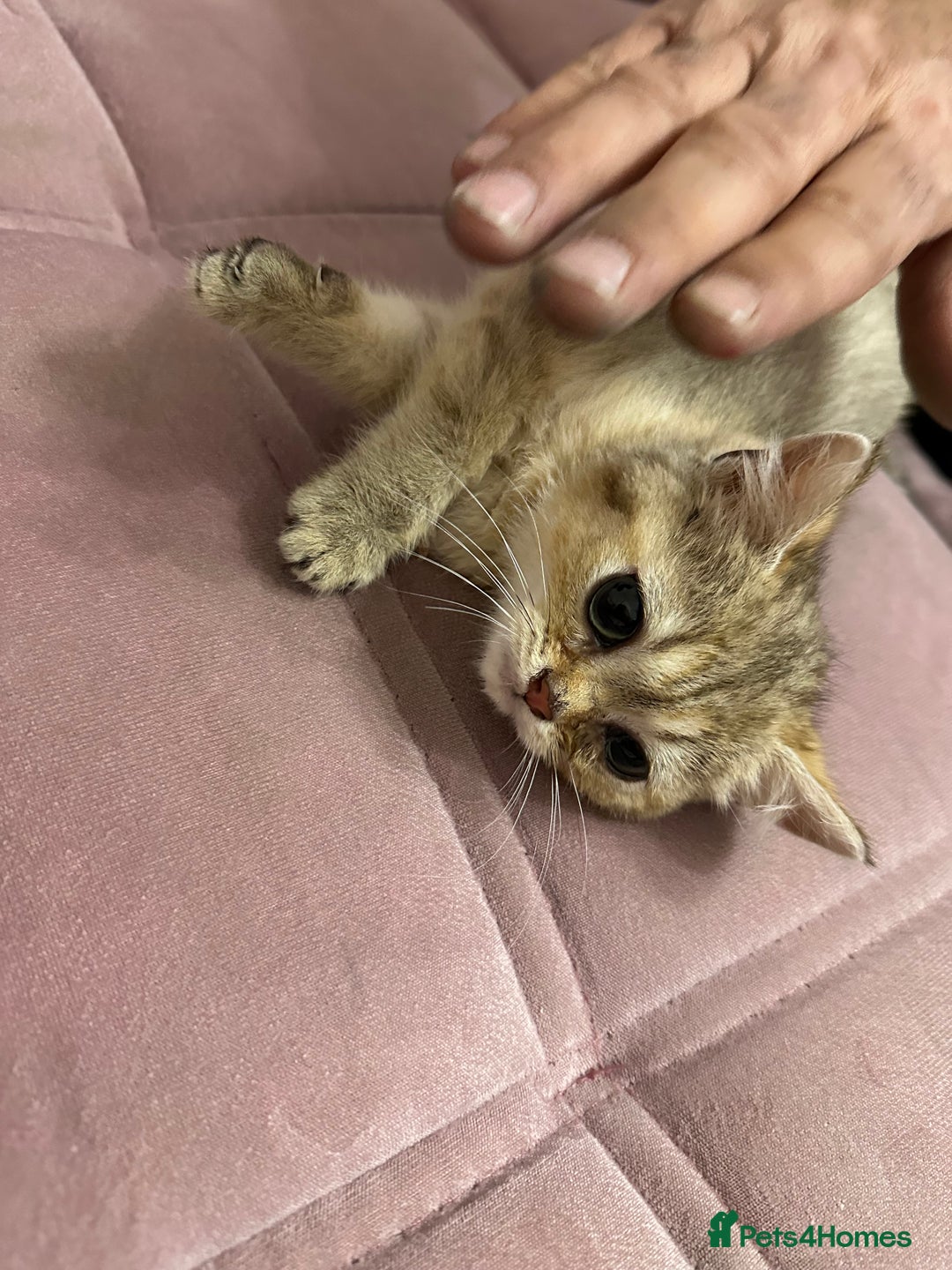 British Shorthair cats for sale: Golden British Shorthair male kitten  - Image 1