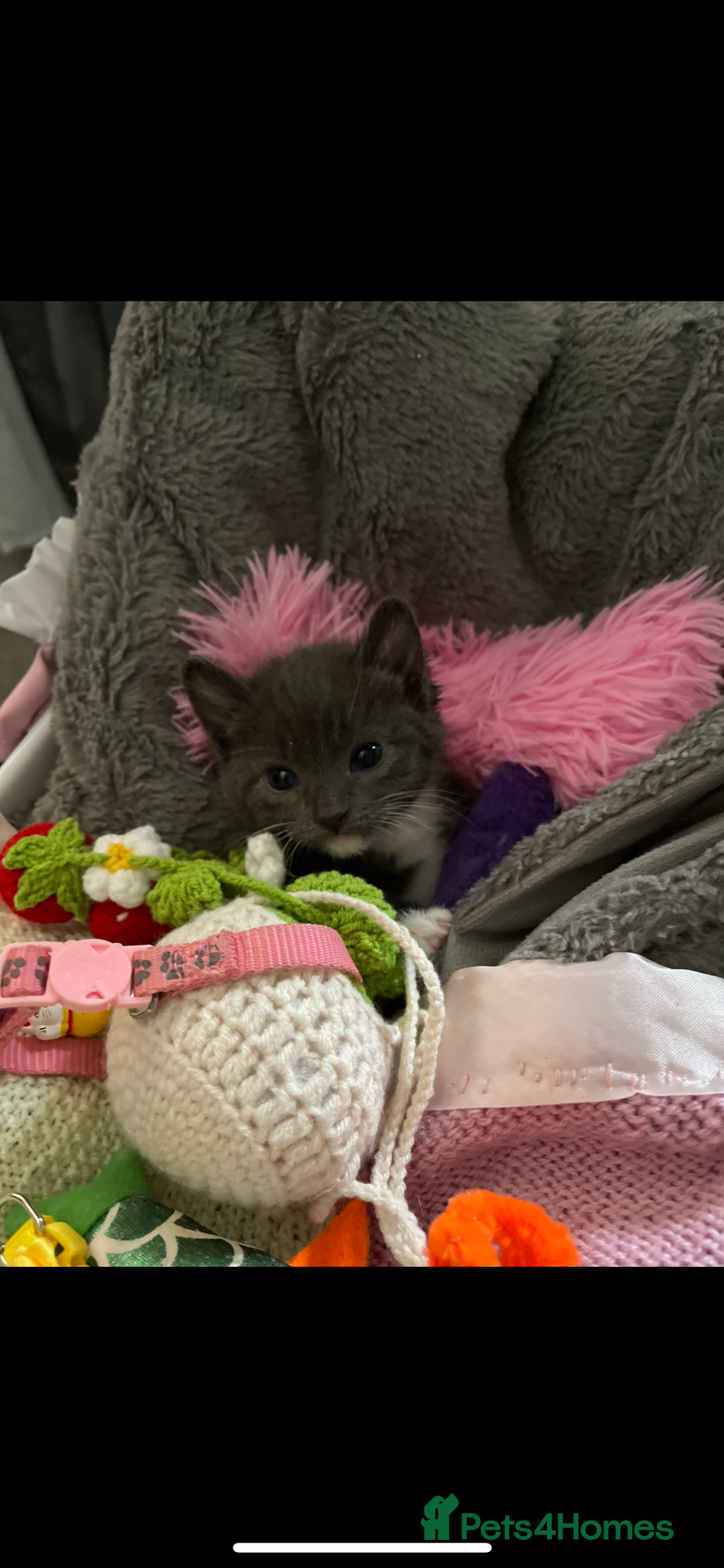 Domestic Shorthair cats for sale: Russian blue mix Domestic shorthair Kitten  - Advert 4