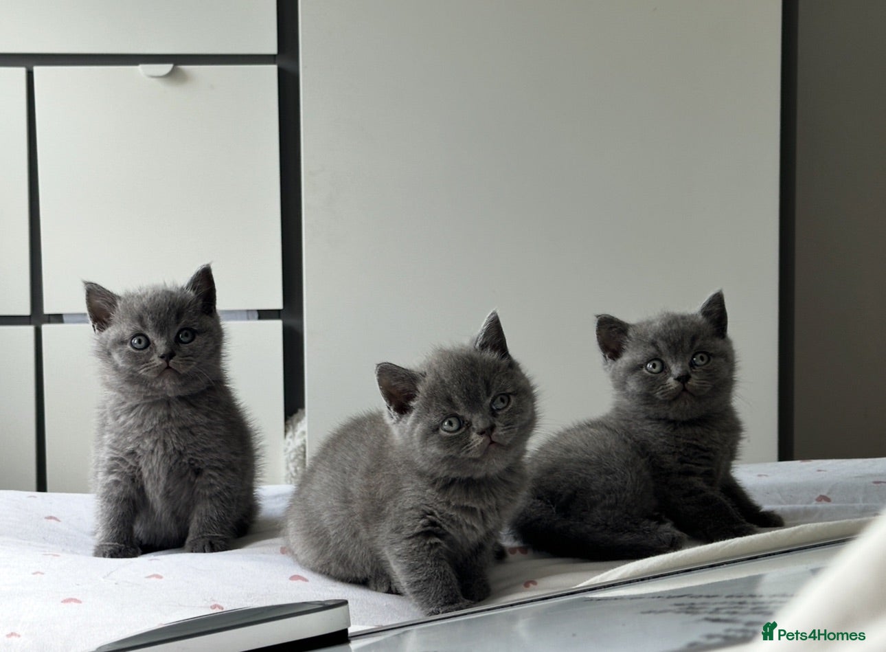 British Shorthair cats British shorthair kittens  - Advert 2