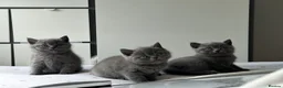 British Shorthair cats for sale: British shorthair kittens  - Advert 8