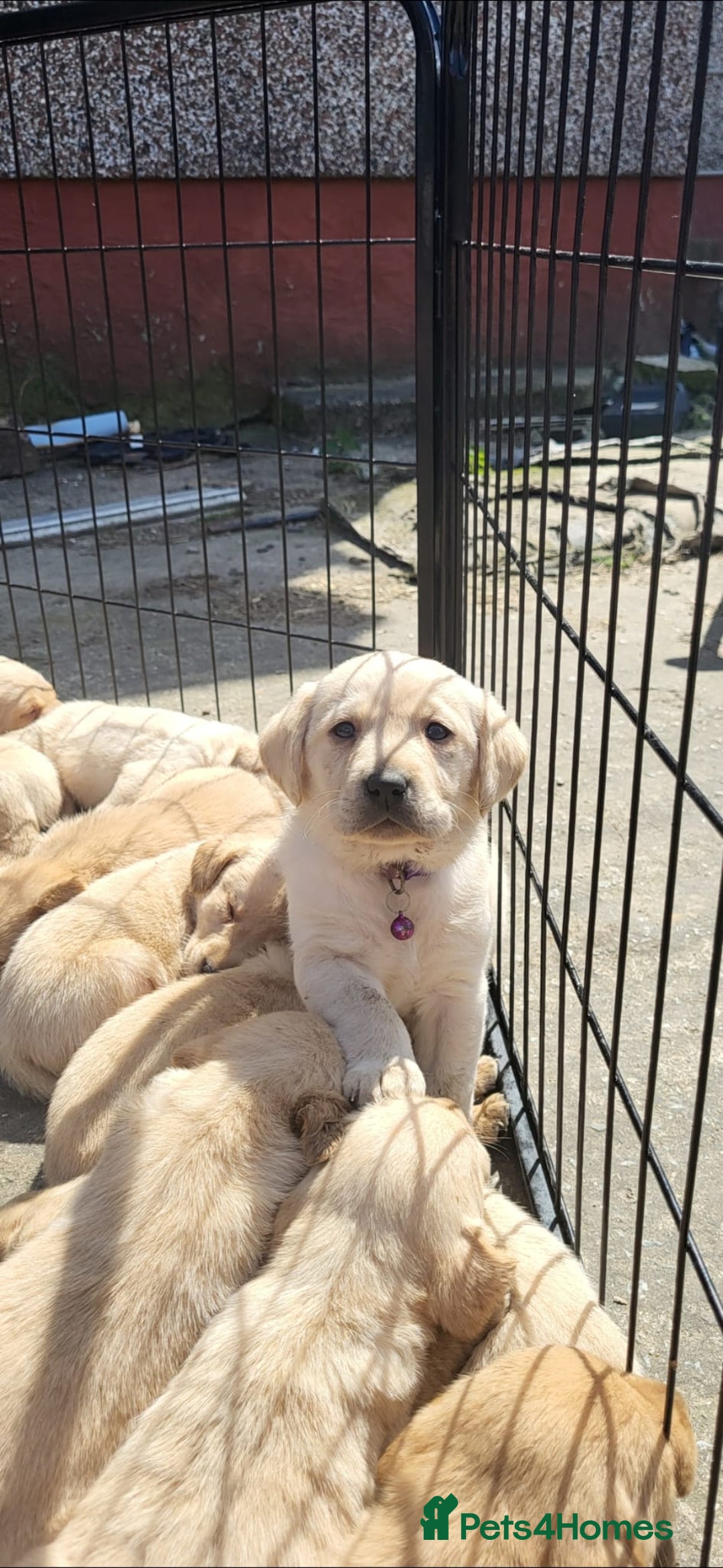 Labrador Retriever dogs for stud: **Handsome Labrador for Stud** - Image 4