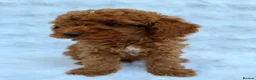 Toy Poodle dogs for sale: Red Toy Poodle MALES - Advert 22
