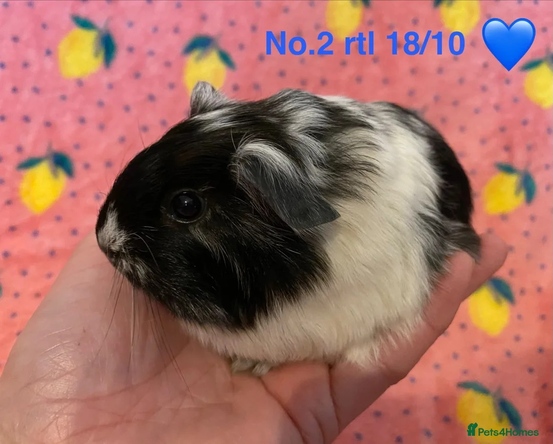 Guinea Pig rodents for sale: Gorgeous baby Guinea pigs - Advert 2
