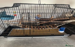 Budgerigars birds for sale: Budgies - Image 1