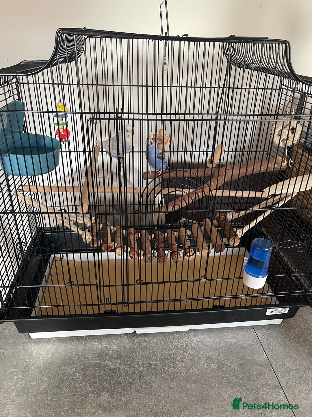 Budgerigars birds for sale: Budgies - Image 1