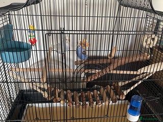 Budgerigars birds - Advert 1