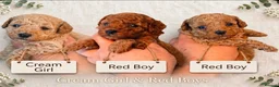 Poodle dogs for sale: Tiny Asian poodle puppies  - Advert 2