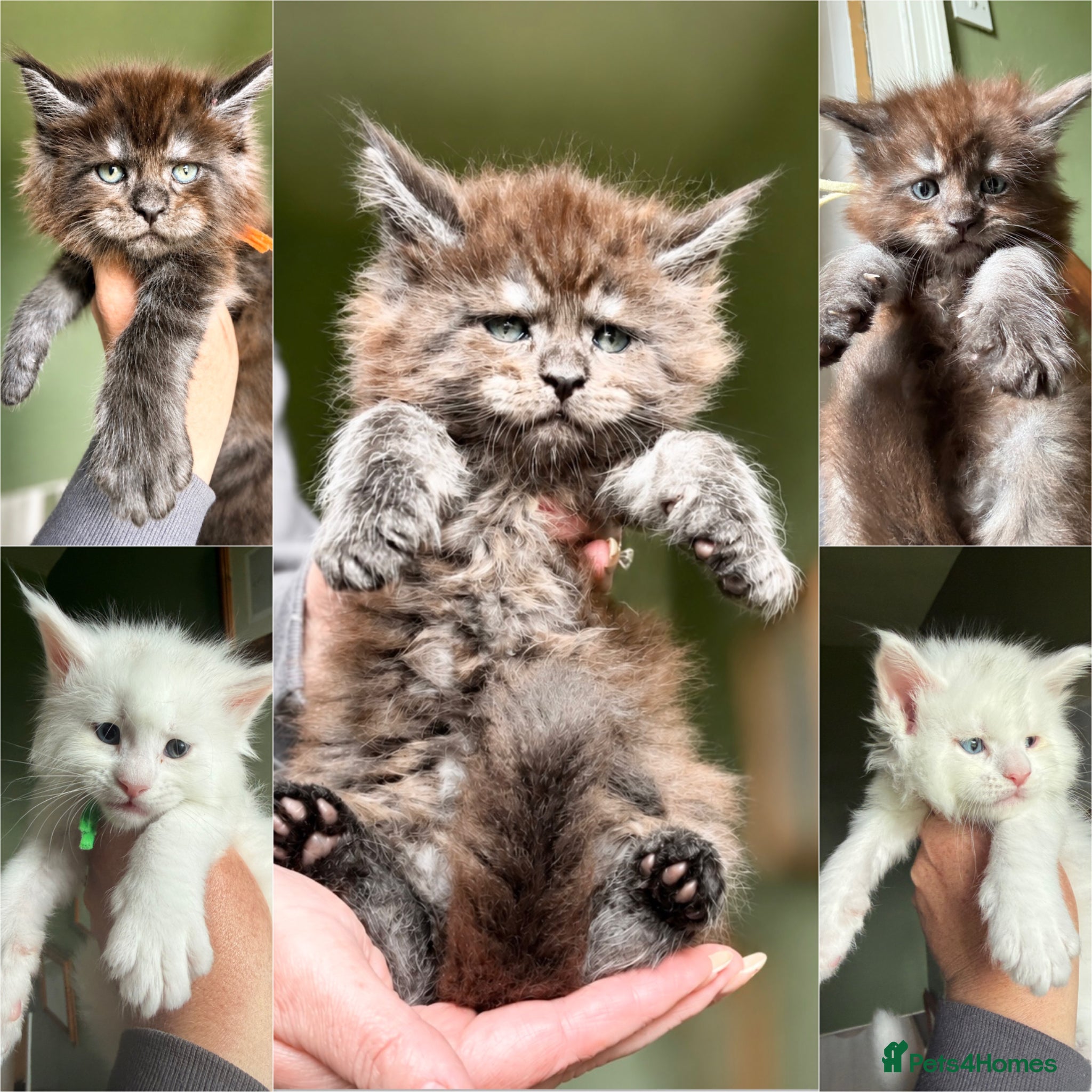 Maine Coon cats Anderpride kittens have arrived 📣.  - Advert 1