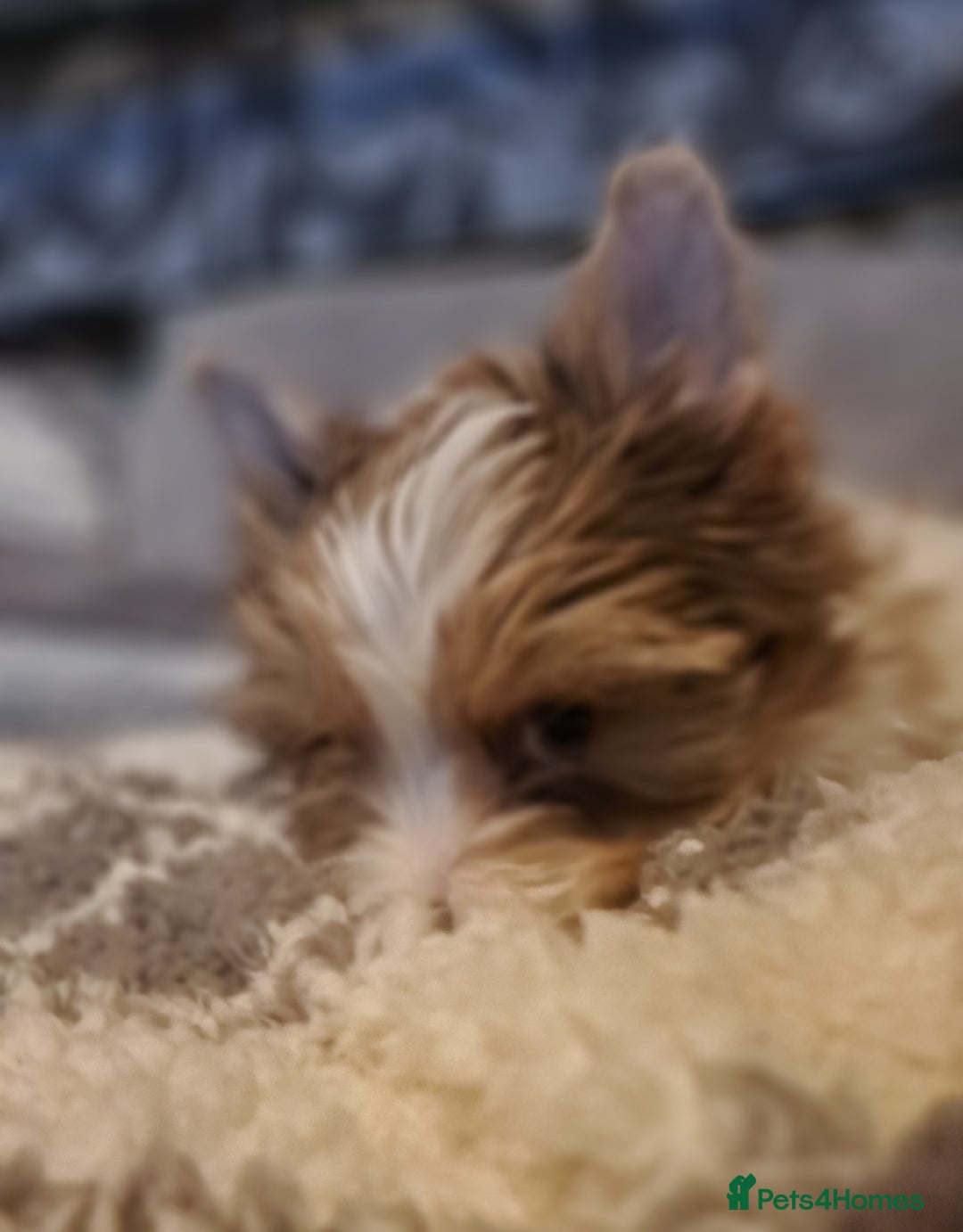 Yorkshire Terrier dogs for sale: 1 Boy & 3 Girls with Unique Coats - Advert 24