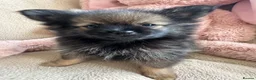 Pomeranian dogs for sale: Pomeranian  - Advert 15