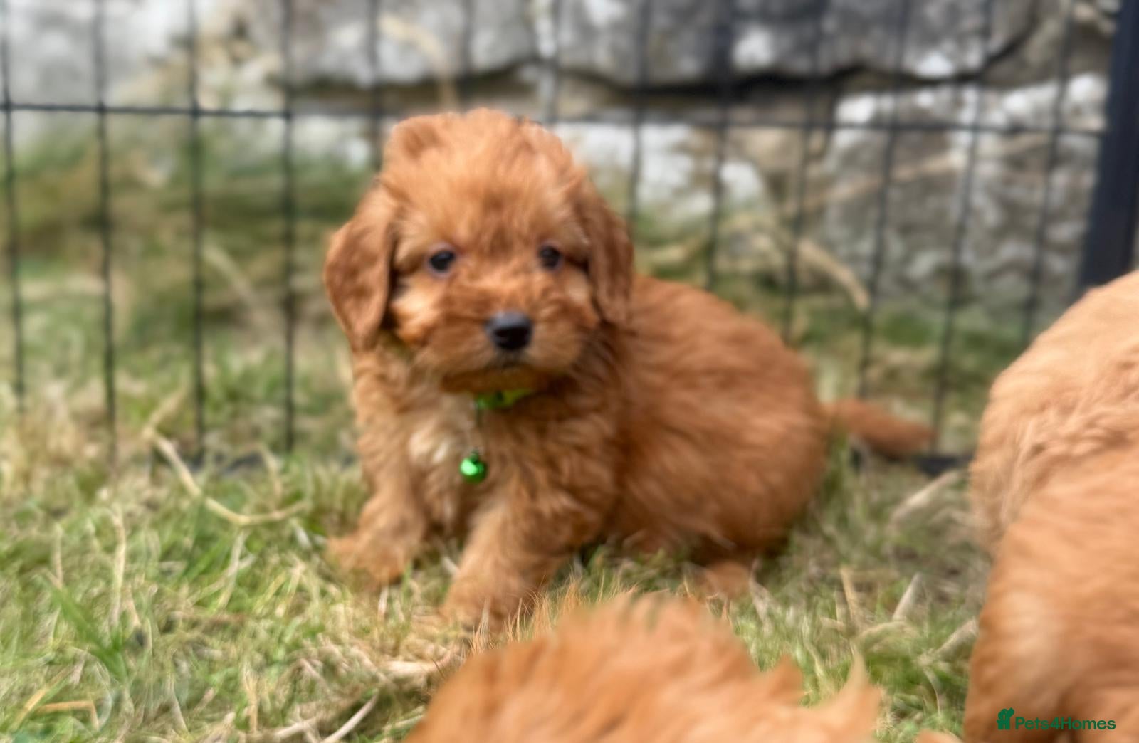 Cavapoo dogs Cavapoo Pups Bred From Health Tested Parents - Advert 1