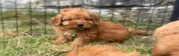 Cavapoo dogs for sale: Cavapoo Pups Bred From Health Tested Parents - Advert 1