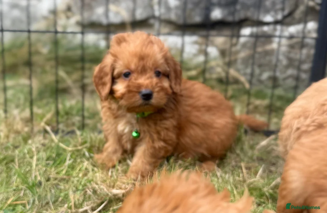 Cavapoo dogs for sale: Cavapoo Pups Bred From Health Tested Parents - Advert 1