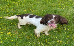 English Springer Spaniel dogs for sale: KC reg Springer Spaniel boys - Image 10
