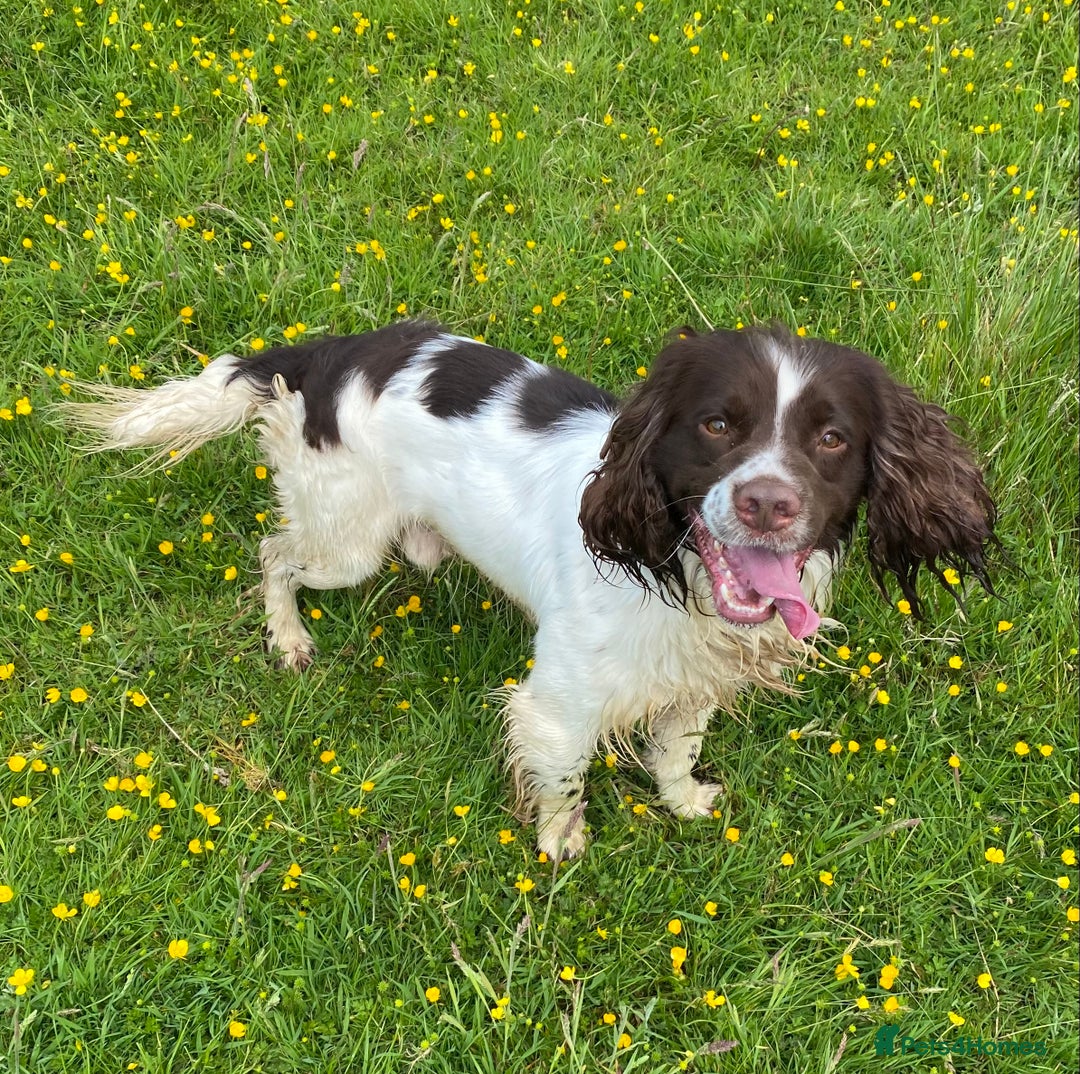 English Springer Spaniel dogs for sale: KC reg Springer Spaniel boys - Image 10