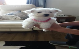 West Highland Terrier dogs for sale: West Highland puppies ready now - Image 2