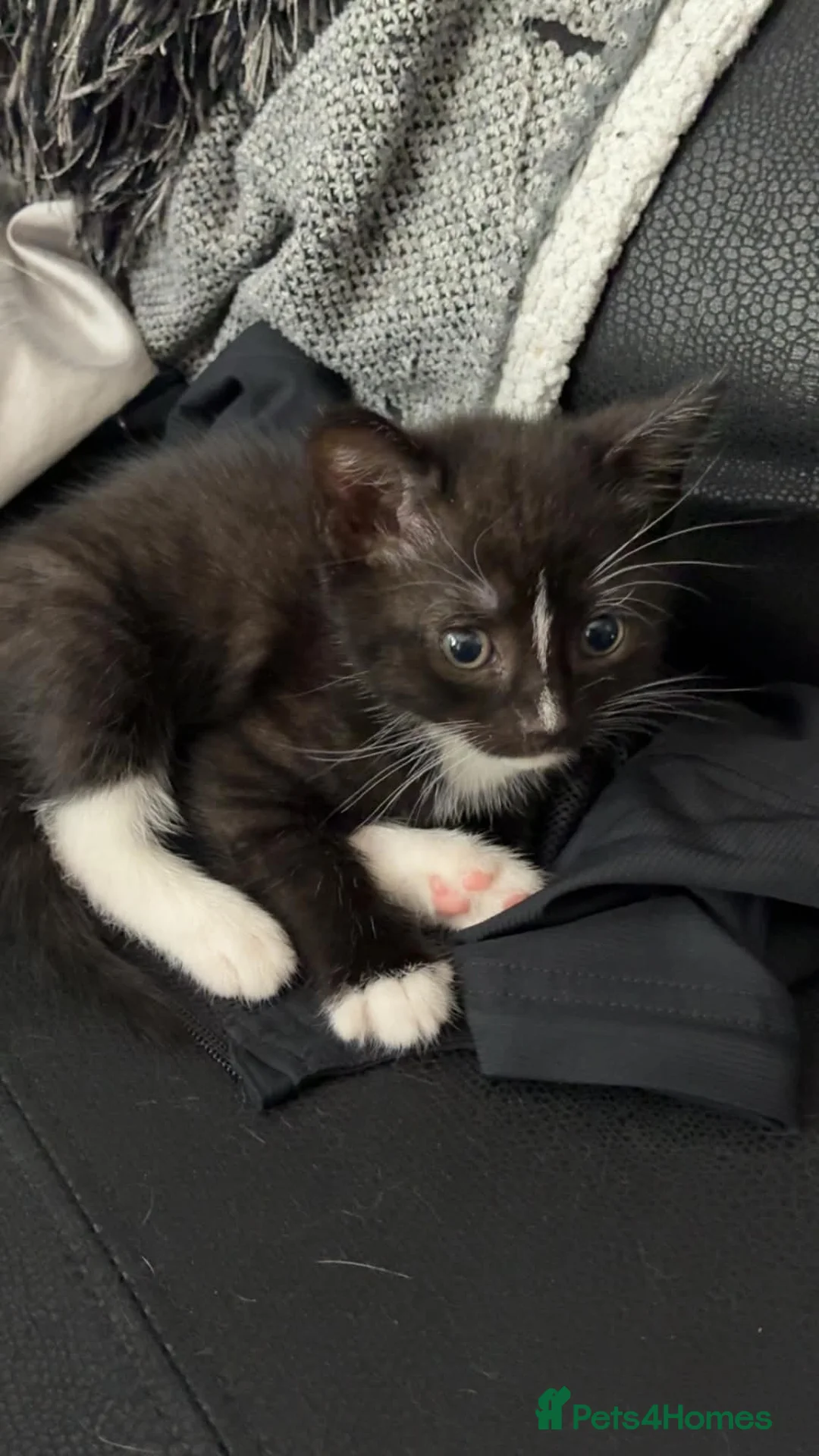 Mixed Breed cats for sale: Kittens for sale in Selby - Advert 9