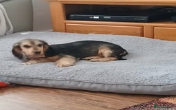 Cocker Spaniel dogs for sale: Show Type Cocker Spaniel - Image 3