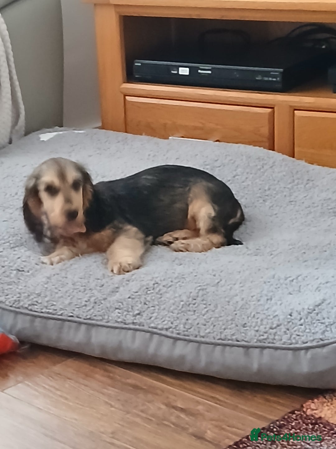 Cocker Spaniel dogs for sale: Show Type Cocker Spaniel - Image 3