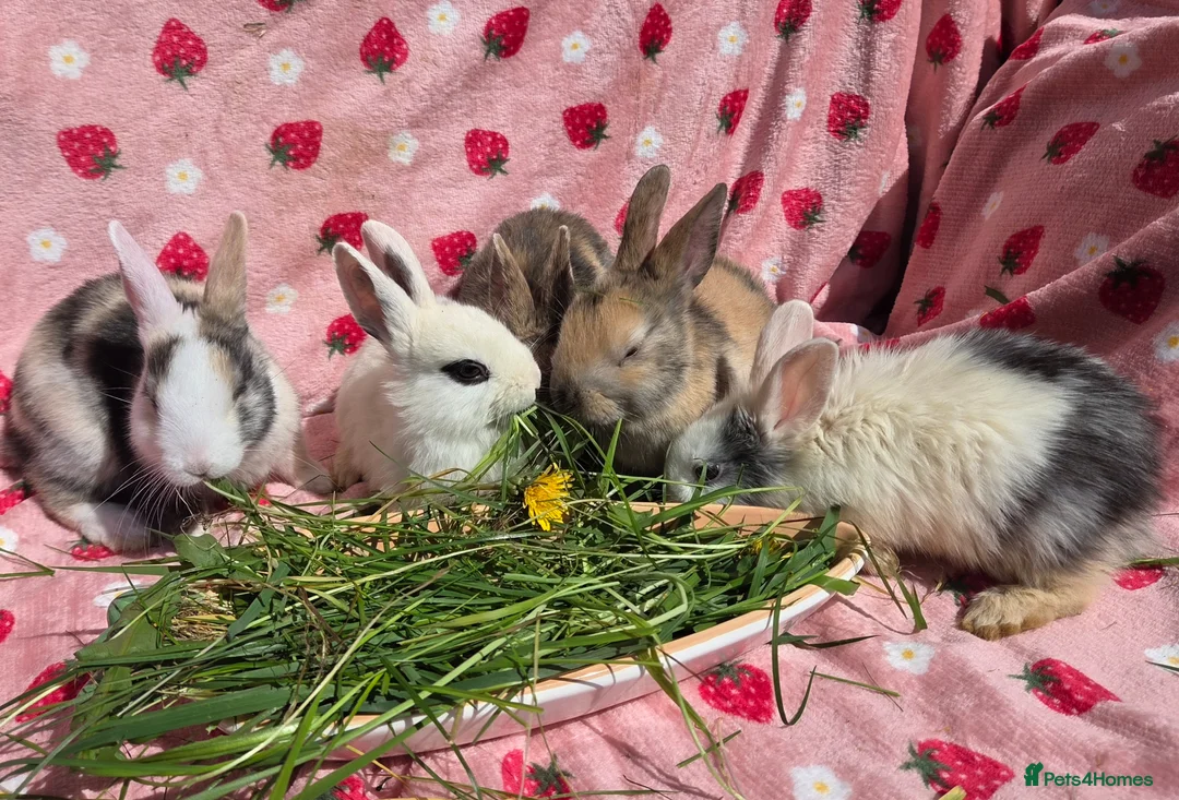 Mixed Breed rabbits for sale: Plush Mini lop 8 weeks old very tame - Advert 2