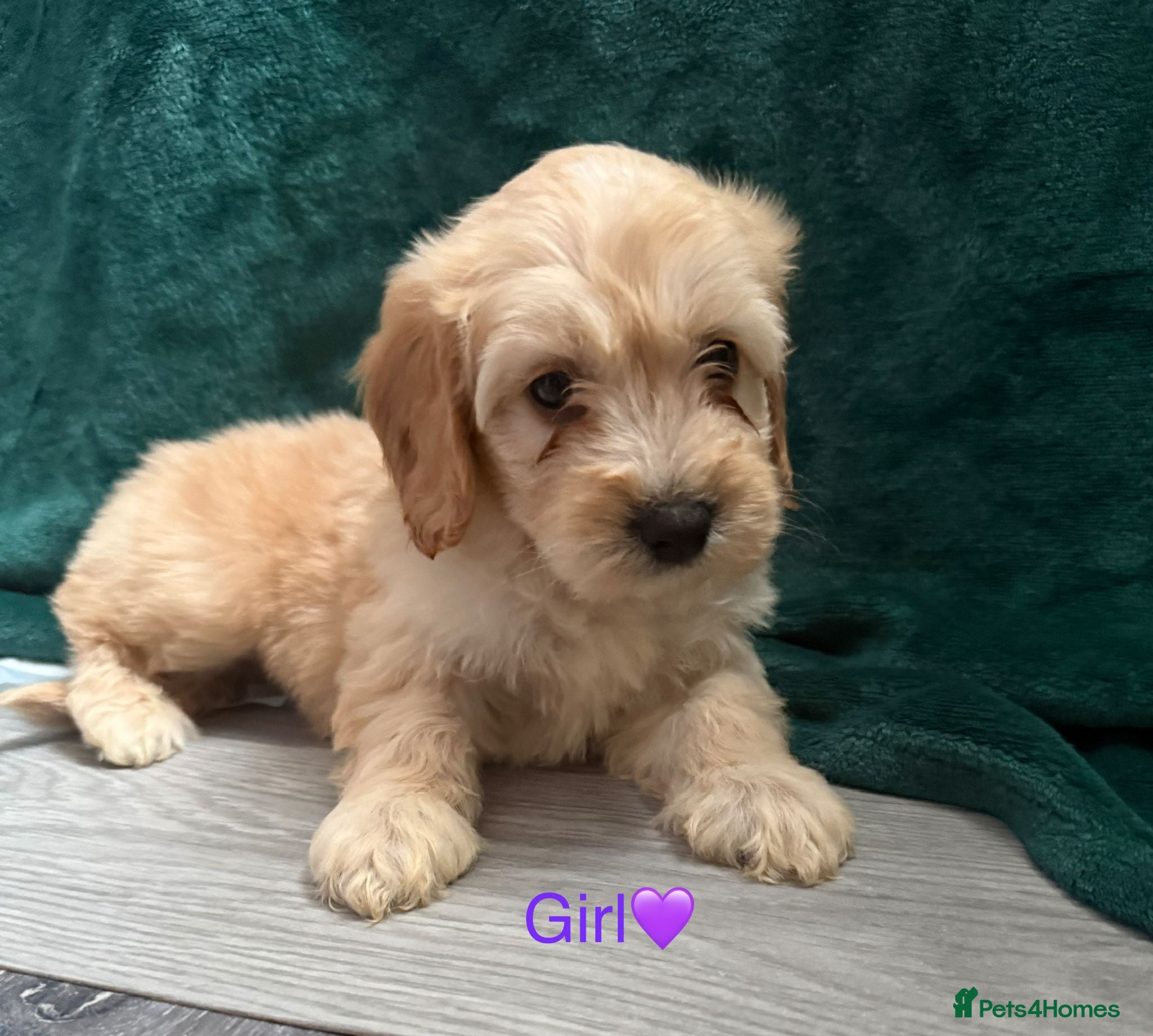 Cockapoo dogs Adorable puppies - Advert 7