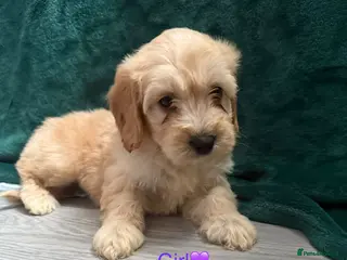 Cockapoo dogs Adorable puppies - Advert 7