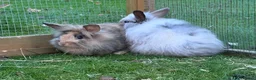Mini Lion Lop rabbits for sale: £25 Mini lop lion mane long haired - Advert 14