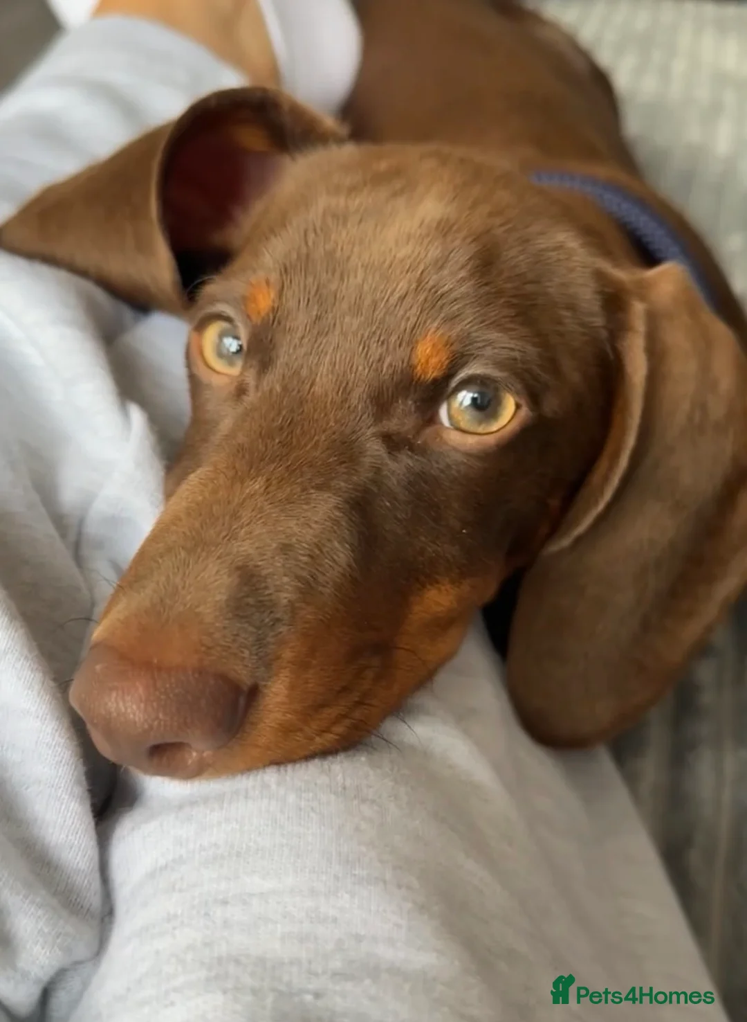 Dachshund dogs for sale: Arlo  in Irvine - Advert 2