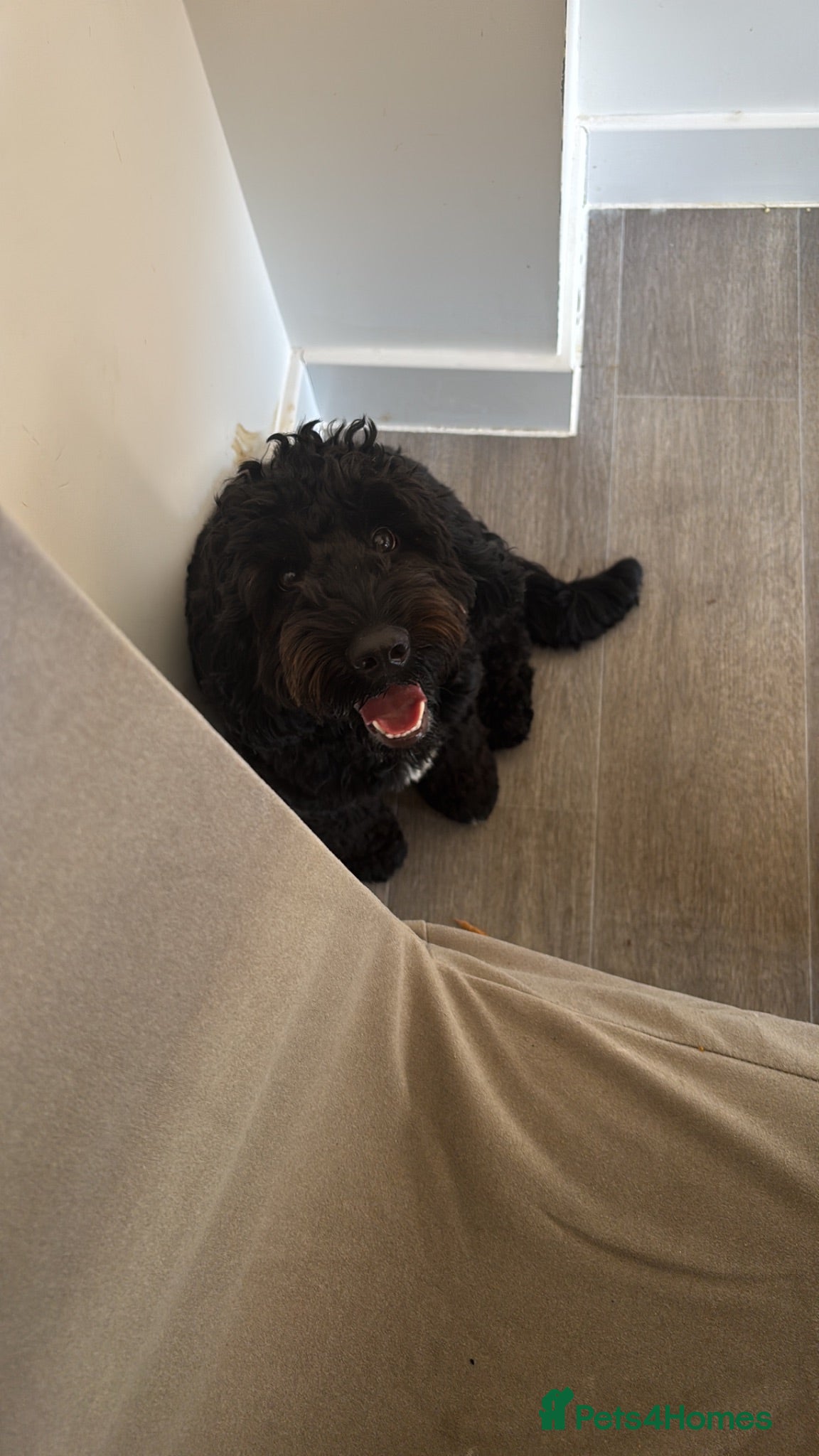 Cockapoo dogs 1 year old cockapoo  - Advert 2