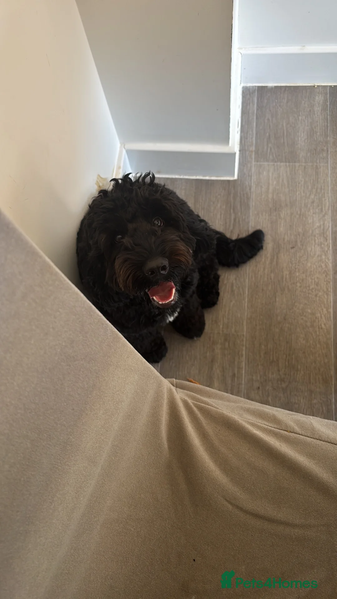 Cockapoo dogs for sale: 1 year old cockapoo  - Advert 1