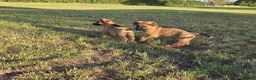 German Shepherd dogs for sale: Working line german shepherd puppies - Advert 5