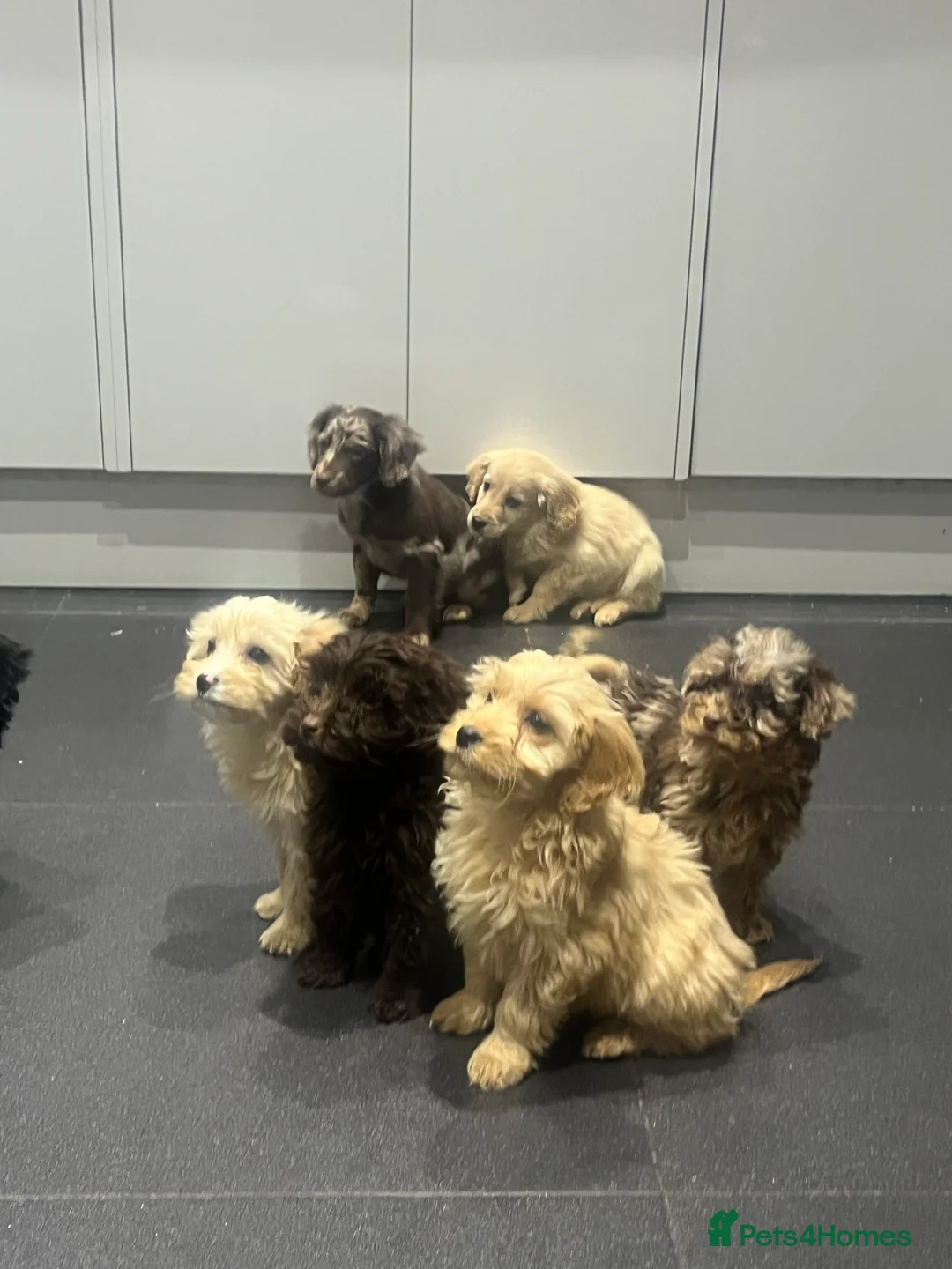 Cockapoo dogs for sale: Beautiful merl Cockpoo puppies  - Advert 12