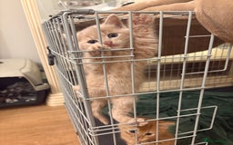 Mixed Breed cats for sale: beautiful kittens for sale - Image 12