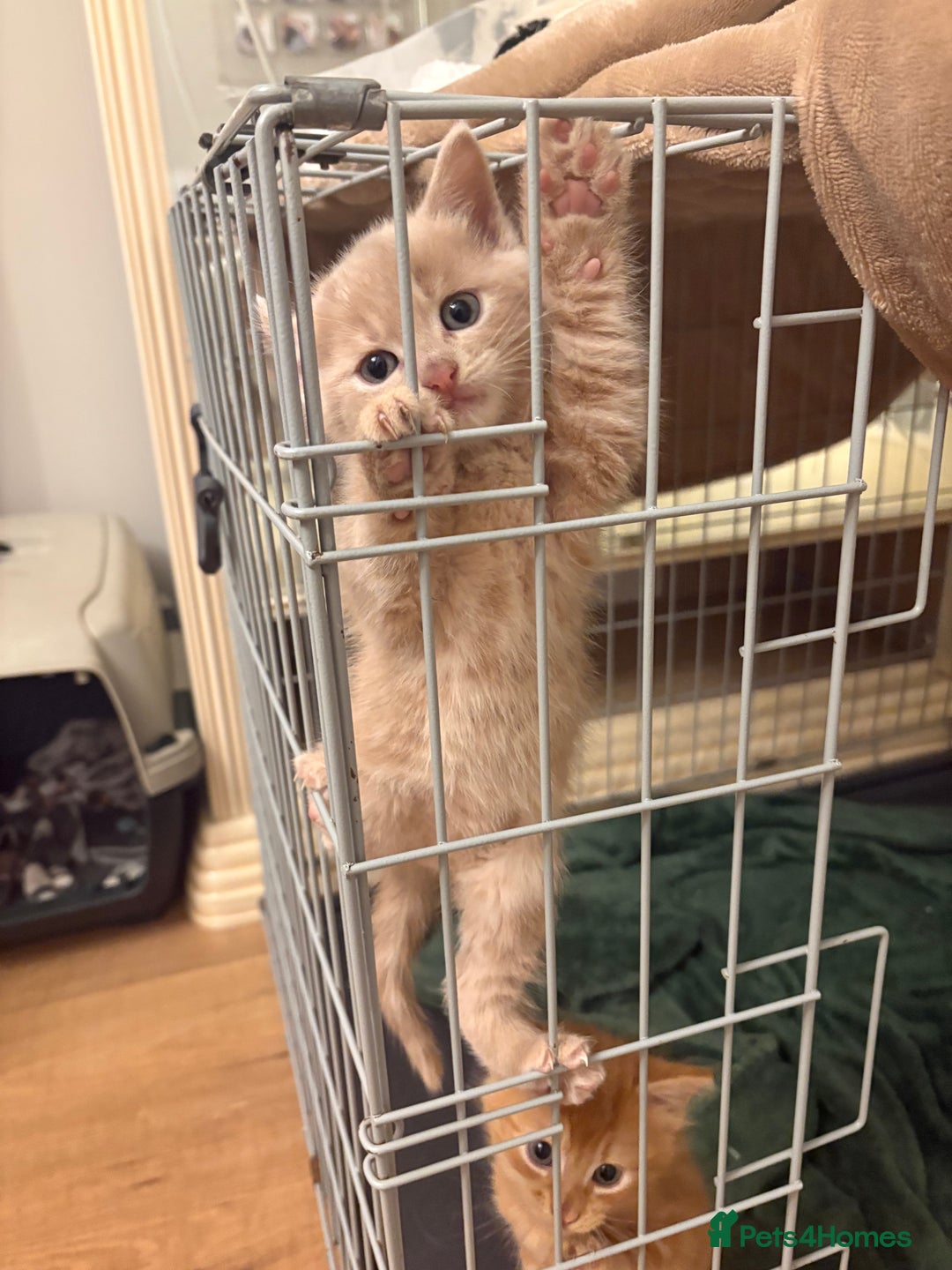 Mixed Breed cats for sale: beautiful kittens for sale - Image 12