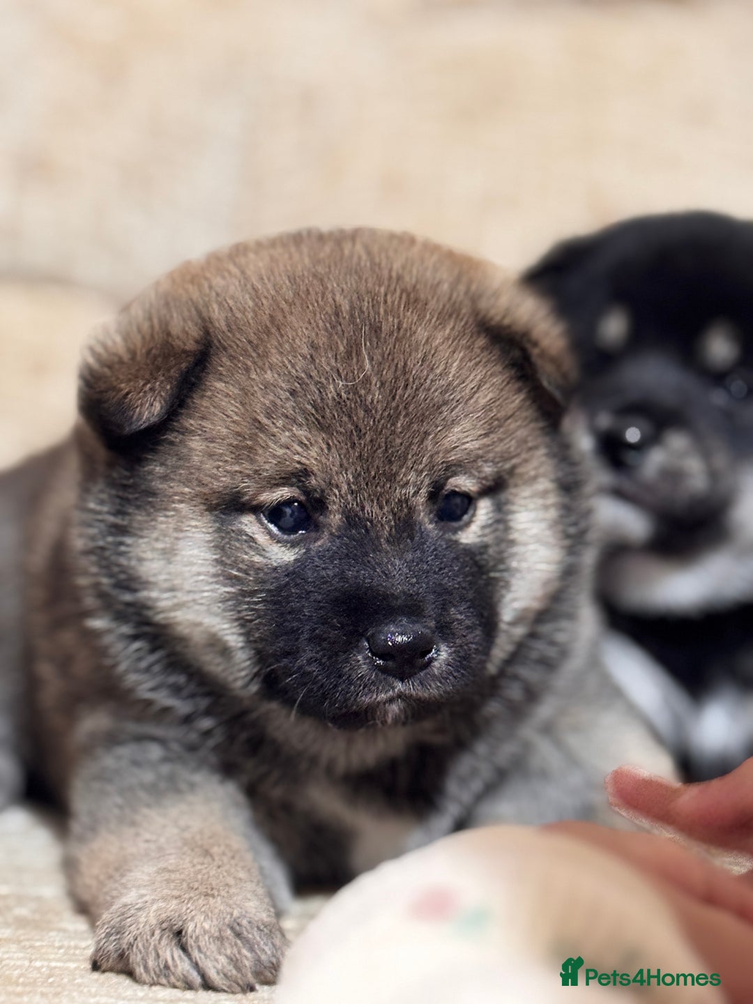 Japanese Shiba Inu dogs for sale: Champion blood Health tested Japanese Shiba Inu  - Image 6