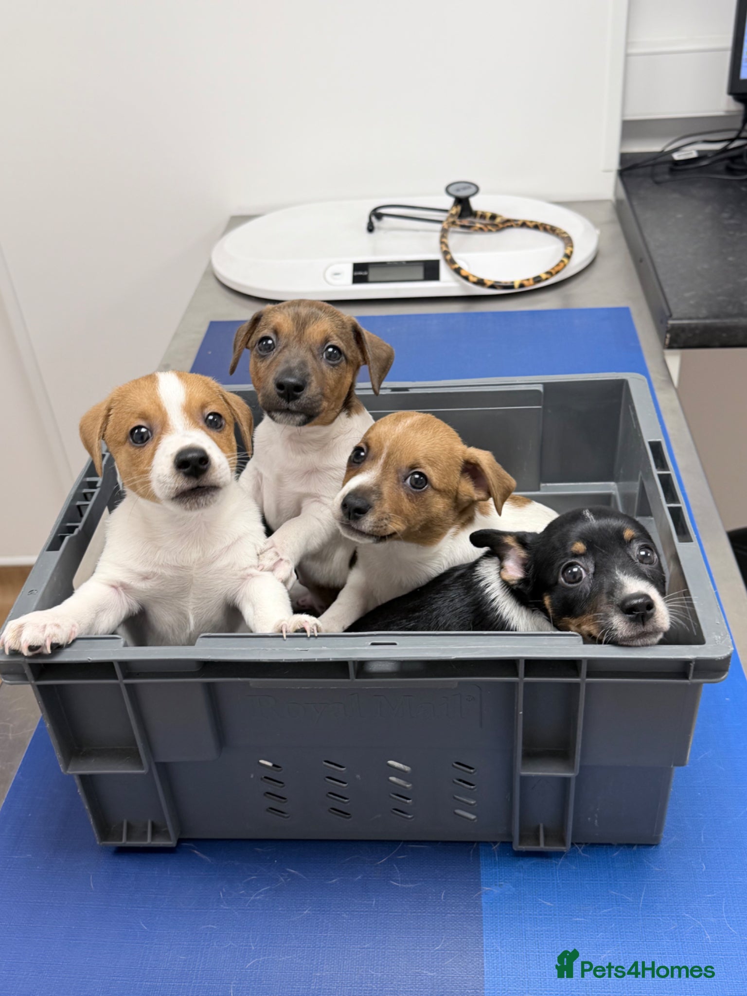 Jack Russell dogs Jack Russel puppy’s  - Advert 4
