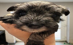 Miniature Schnauzer dogs for sale: Miniature Schnauzer Puppies for rehome - Image 1