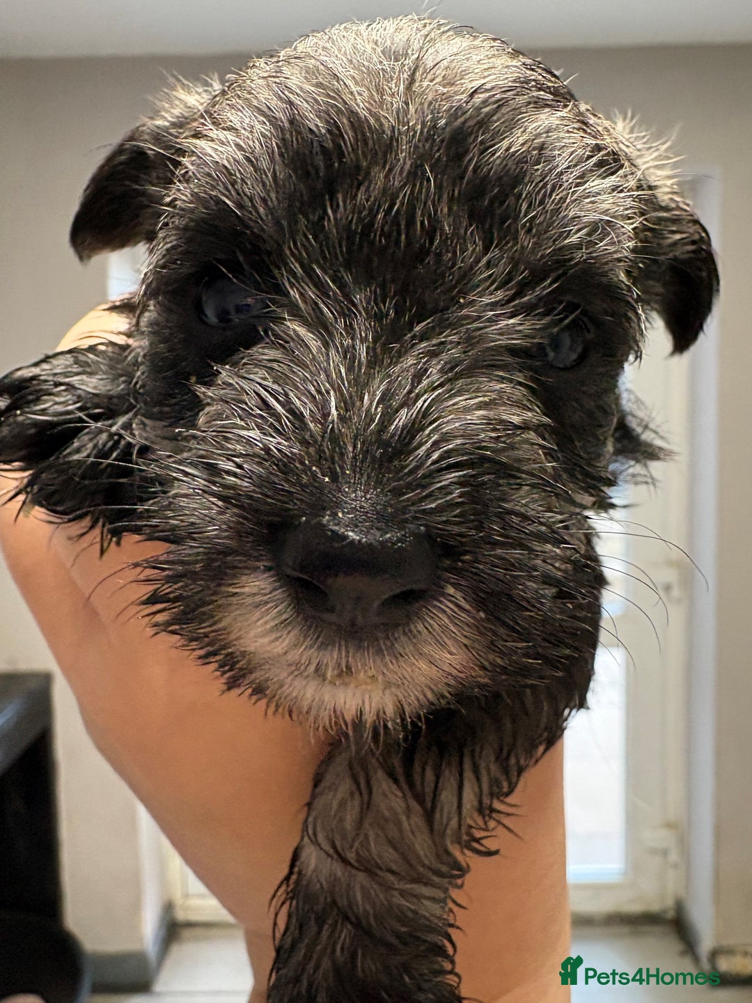 Miniature Schnauzer dogs for sale: Miniature Schnauzer Puppies for rehome - Image 1