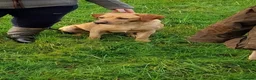 Labrador Retriever dogs for sale: Labrador Pups in Pontypool - Advert 5