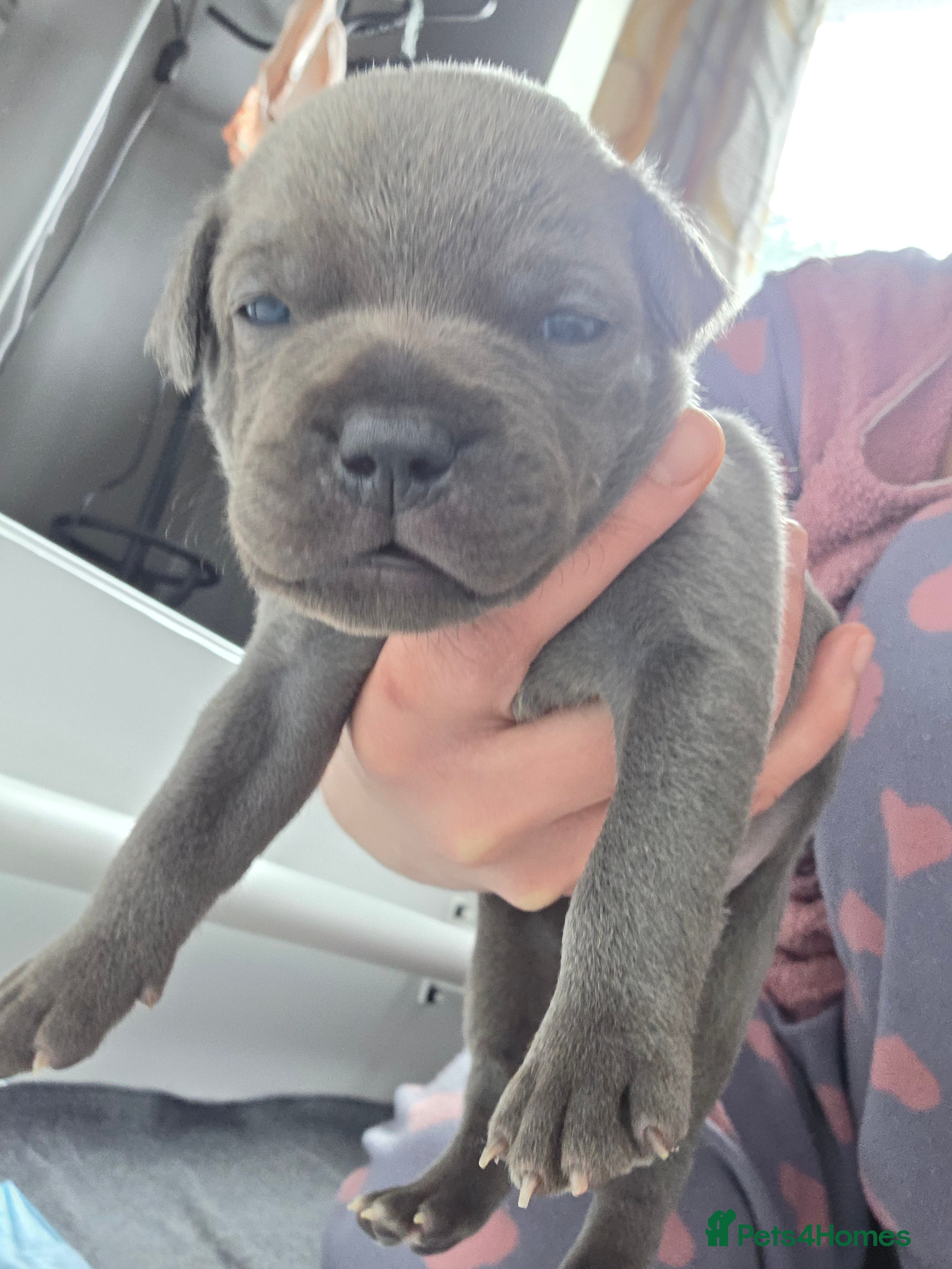 Staffordshire Bull Terrier dogs KC champ Staffies - Advert 21